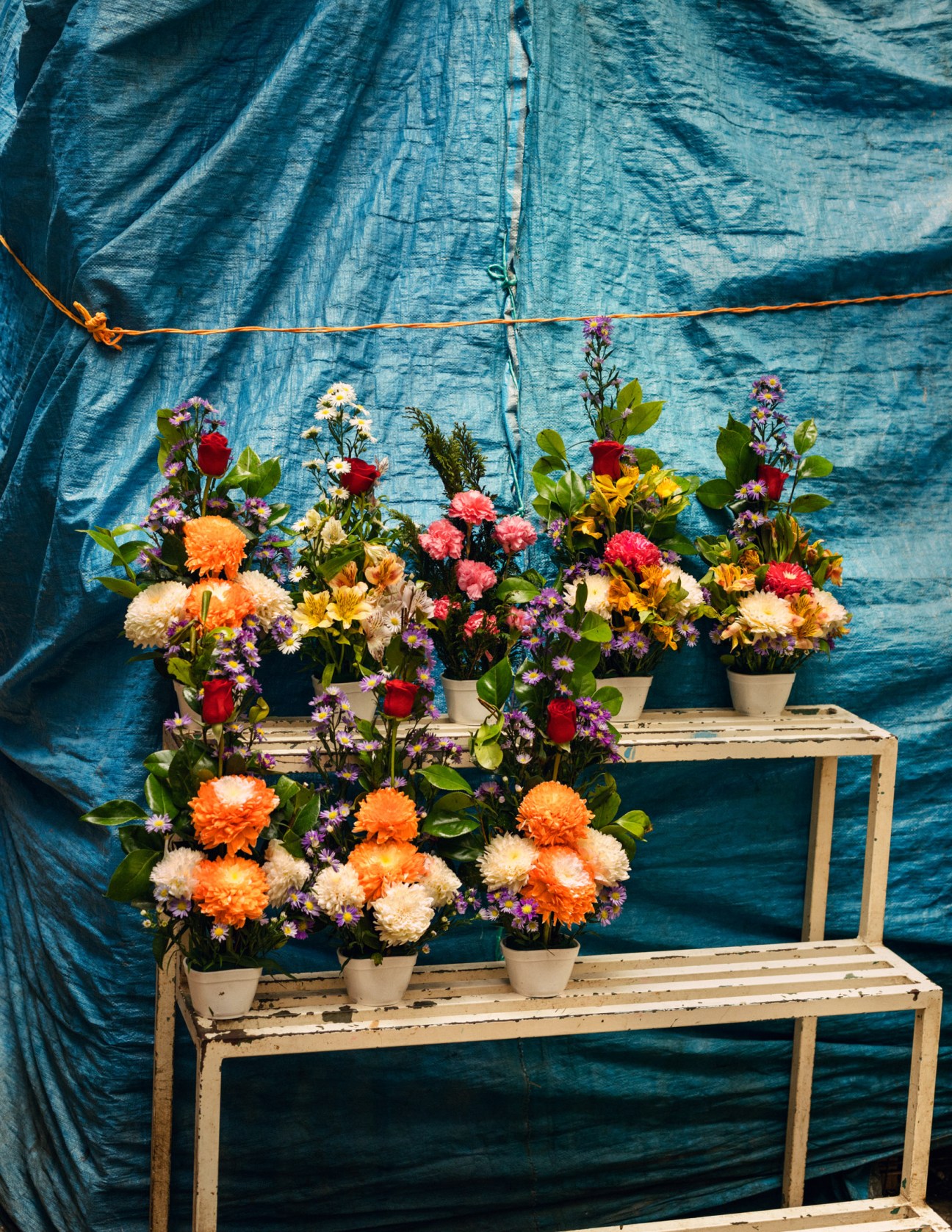 Colorful potted flowers displayed on wooden shelves against a bright blue tarp at Mercado San Benito.