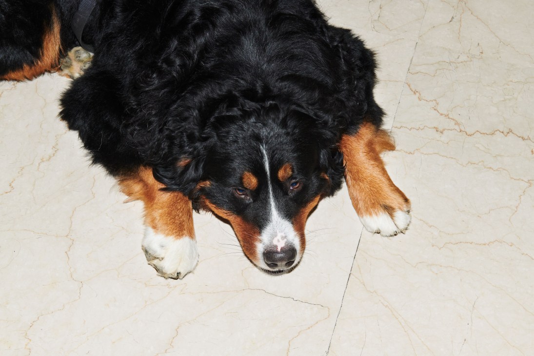 Black and tan Bernese mountain dog sitting on cream-colored marble floor in San Marino mountains.