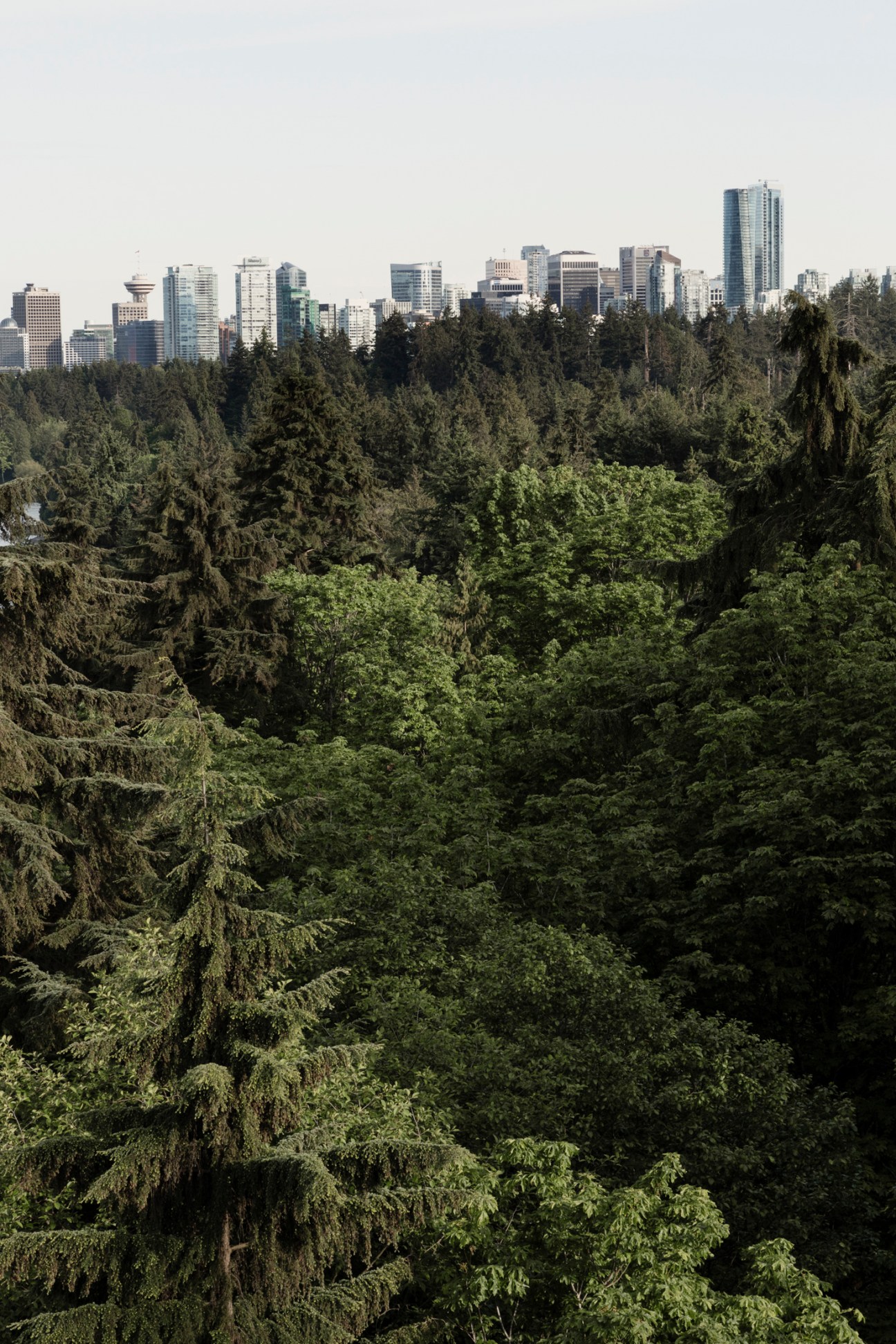 Dense forest canopy with city skyline visible in background through trees