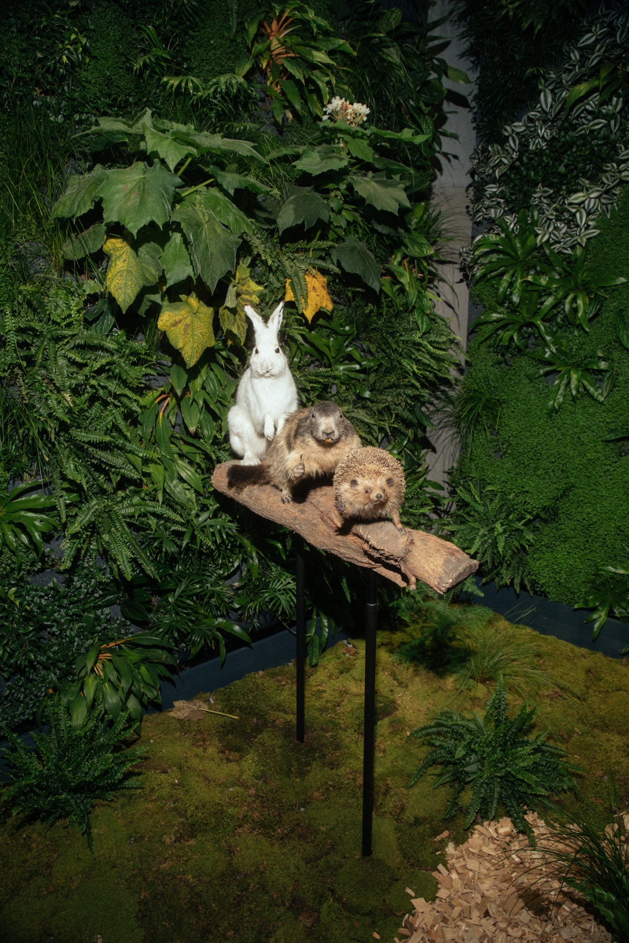White rabbit and brown hedgehog stuffed animals on wooden platform surrounded by ferns