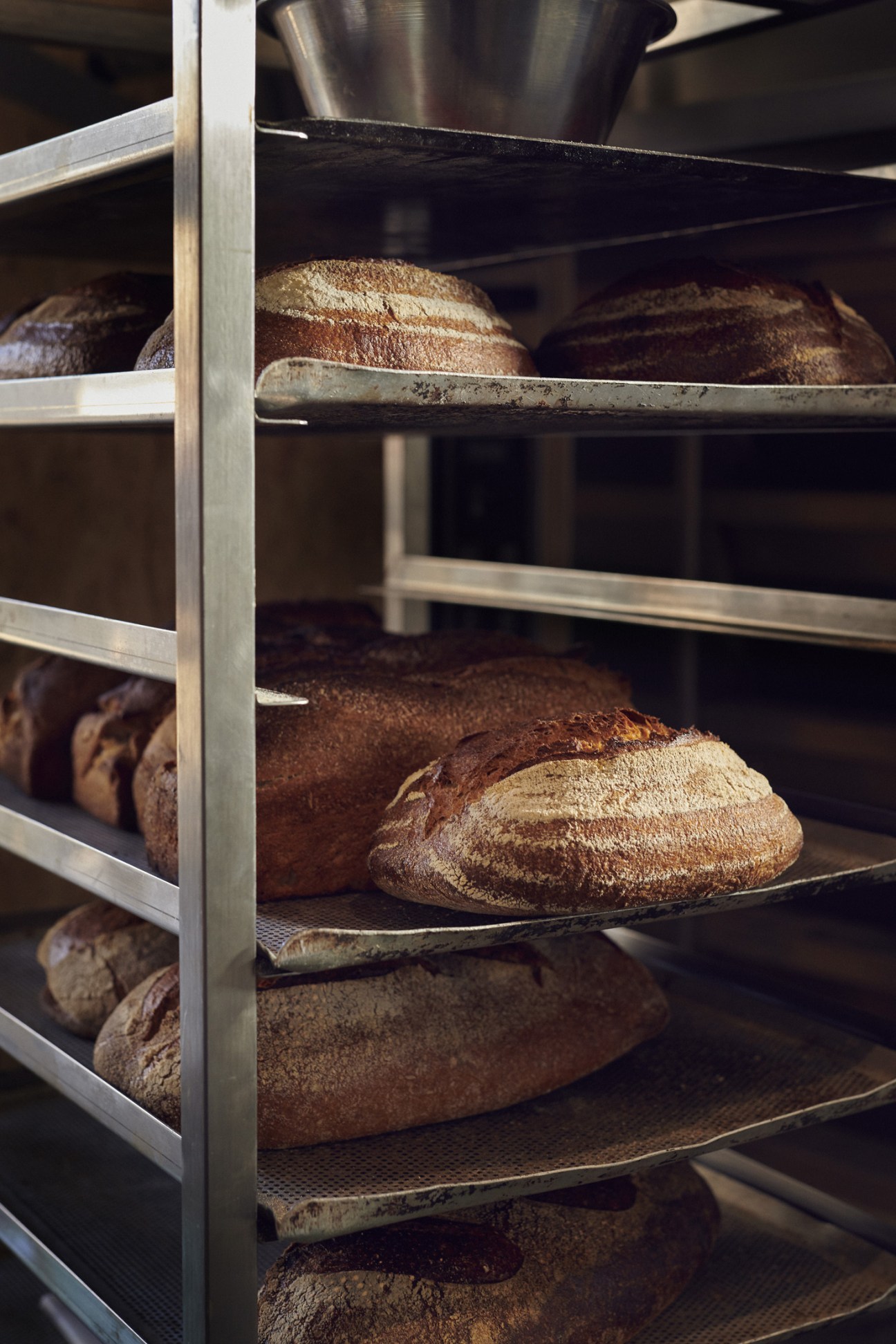 Freshly baked sourdough loaves with flour dusting on metal shelving in a bakery.