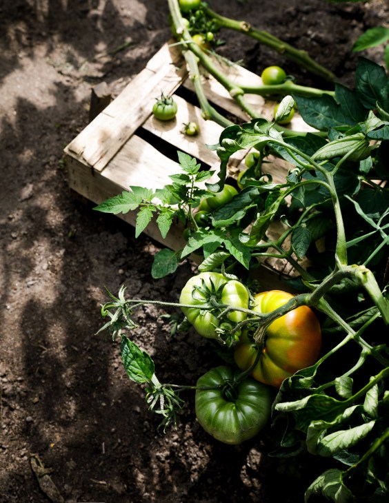 Green and ripening tomatoes growing on vines in a wooden crate with soil visible beneath