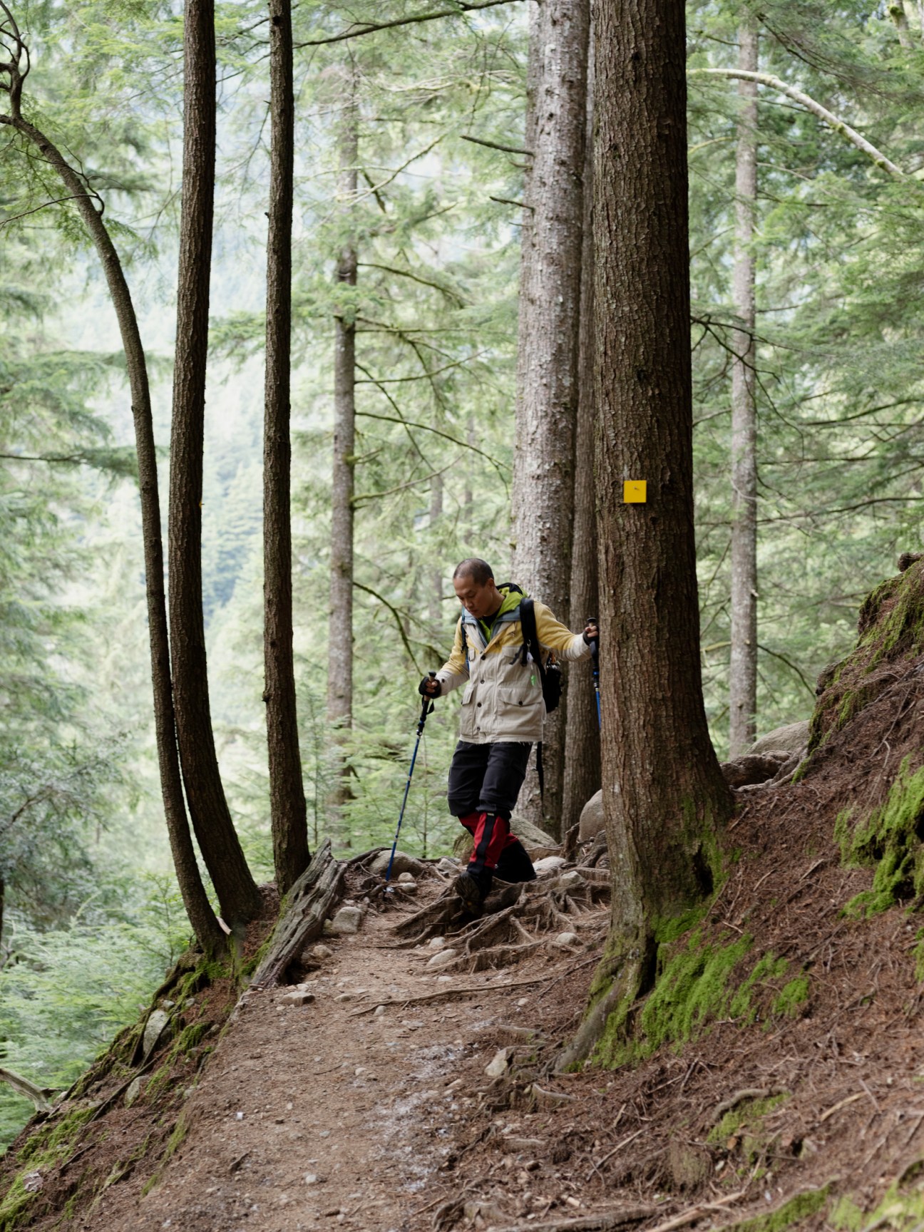 Hiker Eric Tan walking on forest trail with hiking poles among tall trees