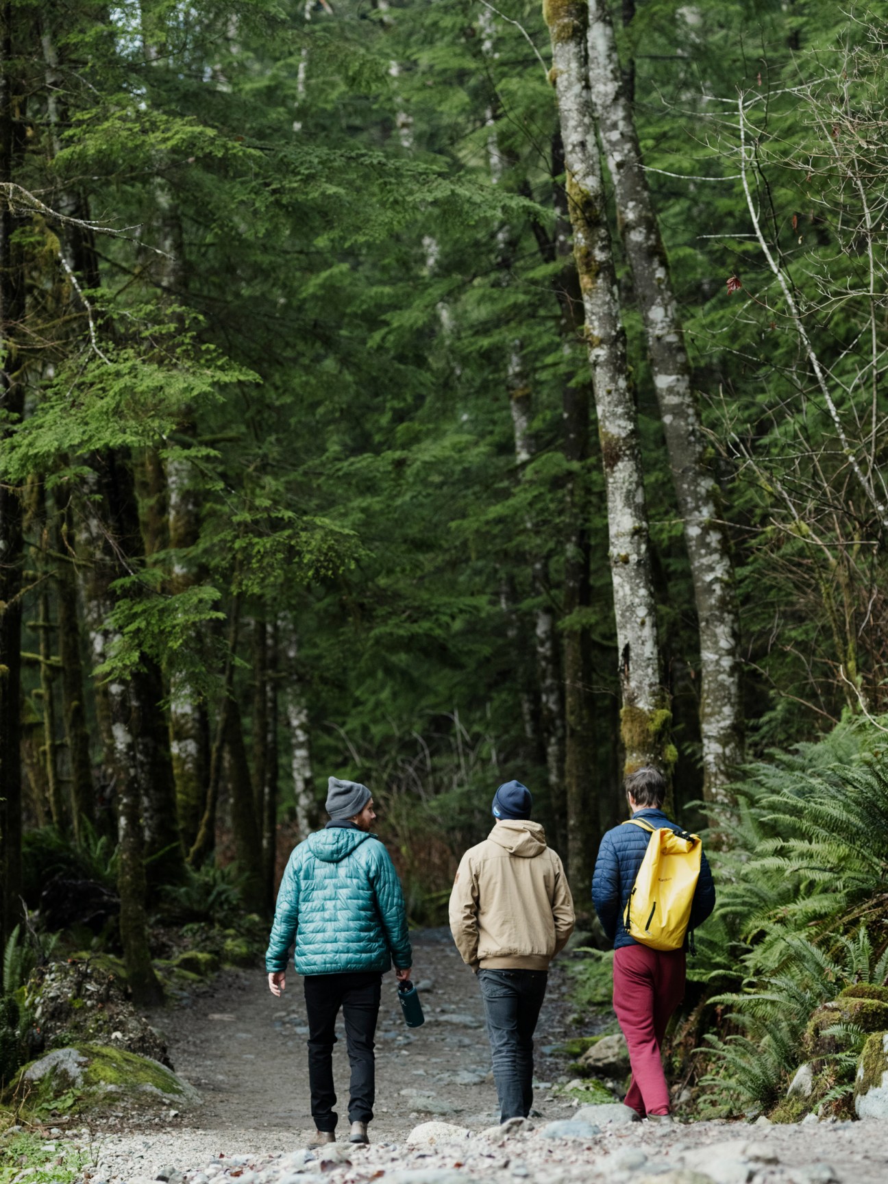 Three hikers walking away on forest trail surrounded by tall trees and ferns
