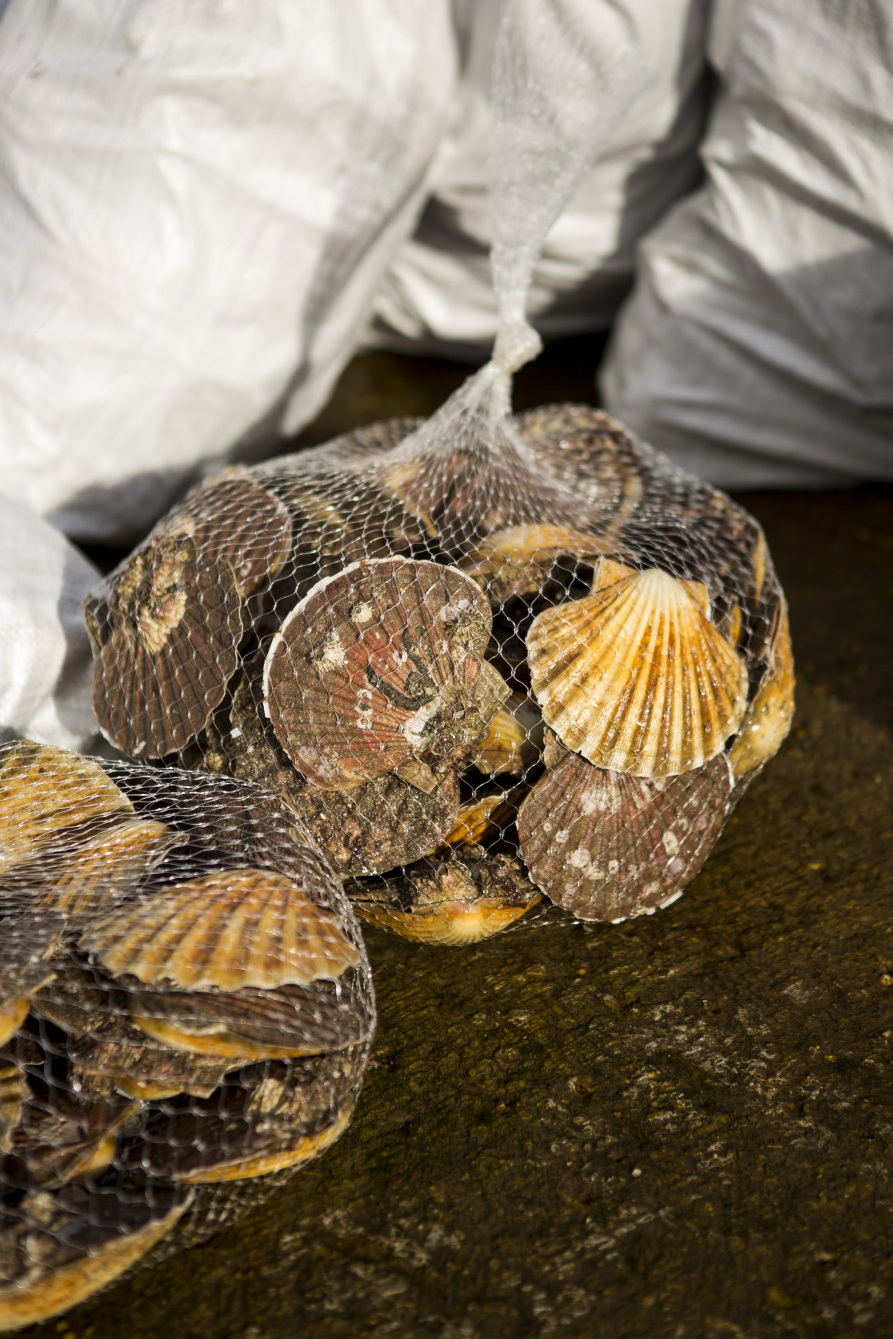 Fresh scallops in a mesh bag held over dark water, showing their natural shells with golden and brown coloring.