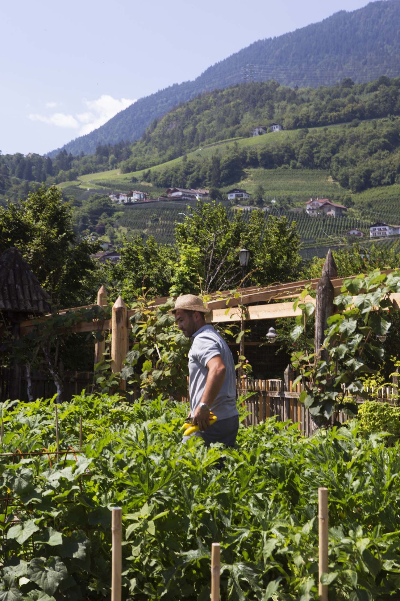 Man harvesting herbs in Villa Arnica's garden overlooking South Tyrol vineyards and mountains