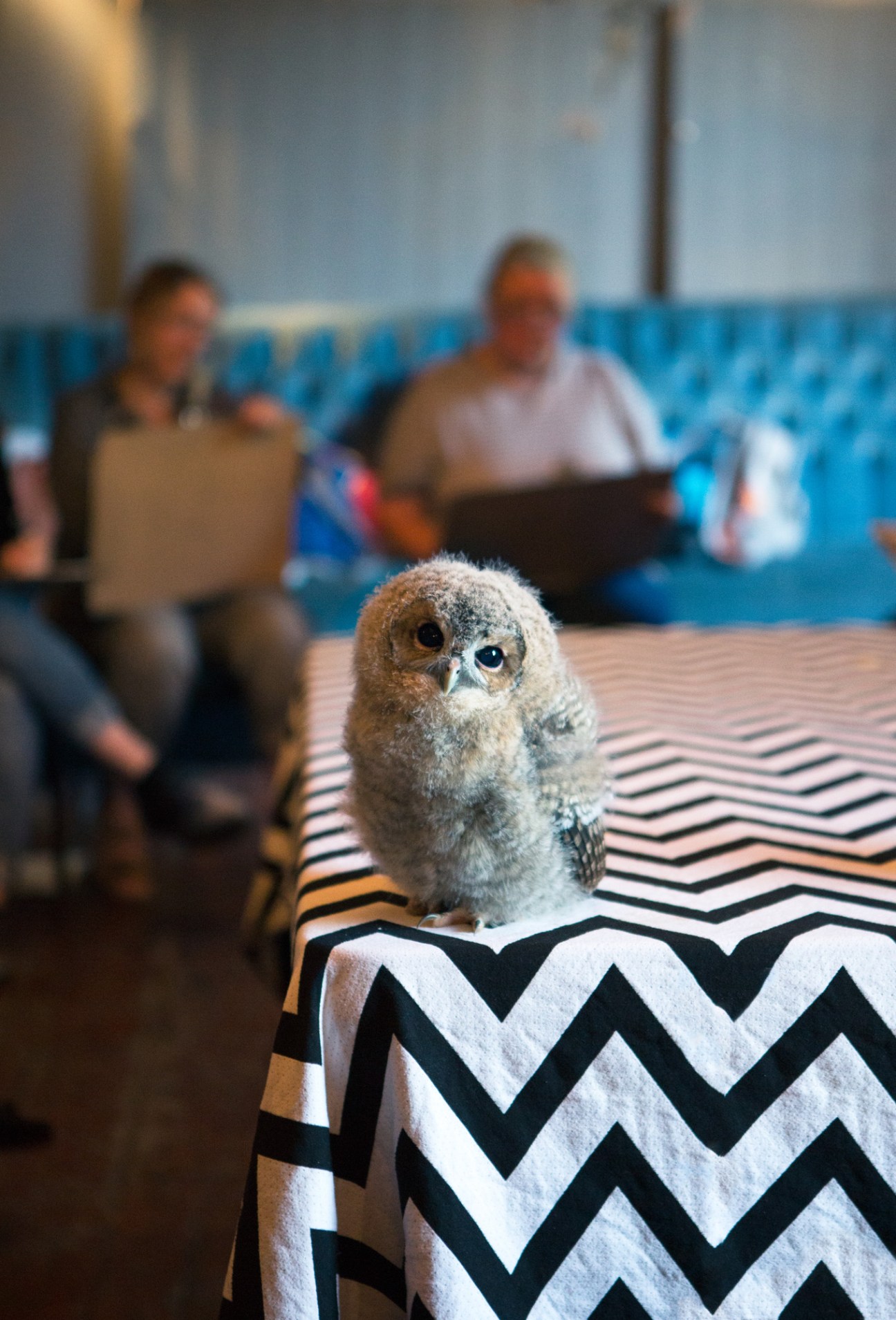 Young owlet bobbing its head during Wild Life Drawing session