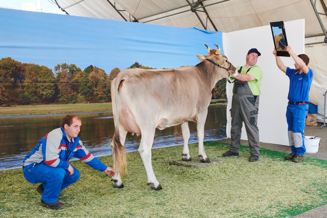 A cream-colored cow with horns being photographed by visitors at an Olma fair photography studio setup.